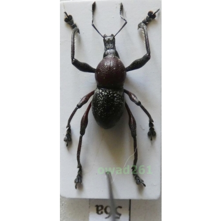 Metapocyrtus samarensis Schultze, 1925 male Philippines56a